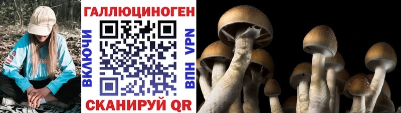 Псилоцибиновые грибы Cubensis  hydra как зайти  Ядрин 